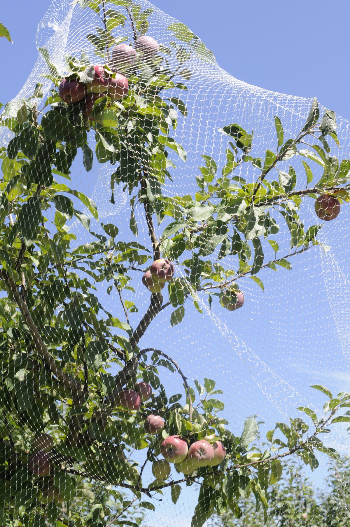 Fruit tree Netting Venus Packaging